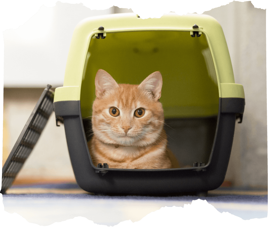 A cat is sitting in pet carrier