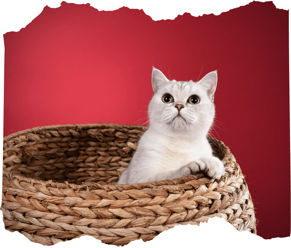 A cat is sitting in the basket