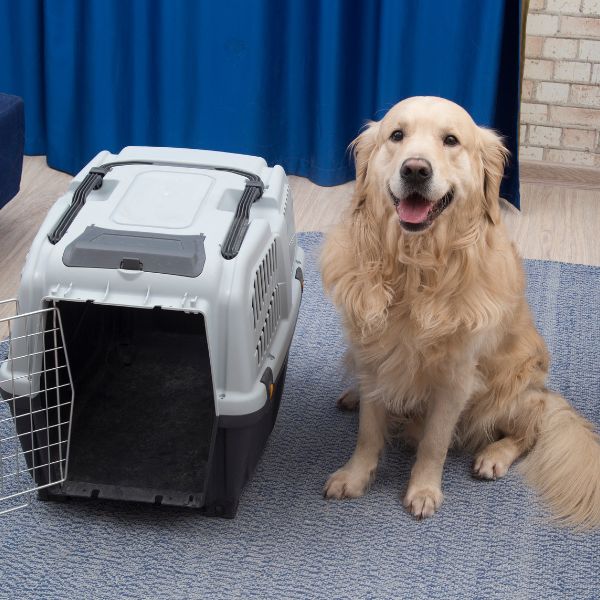 A dog is sitting near pet carrier