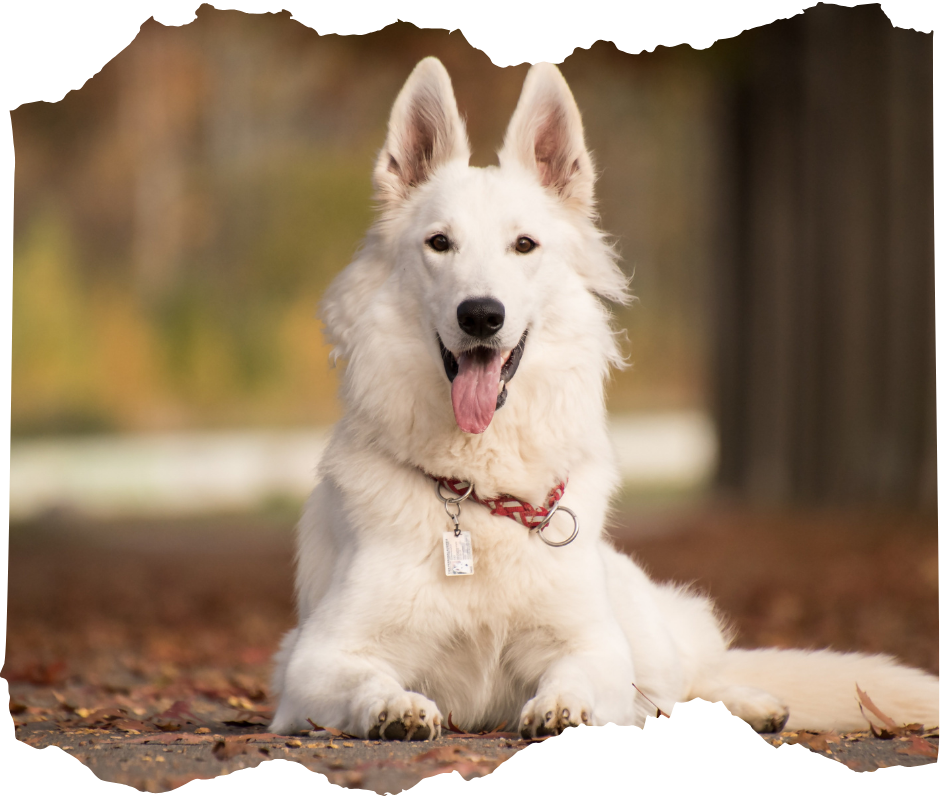 A dog is sitting on the path