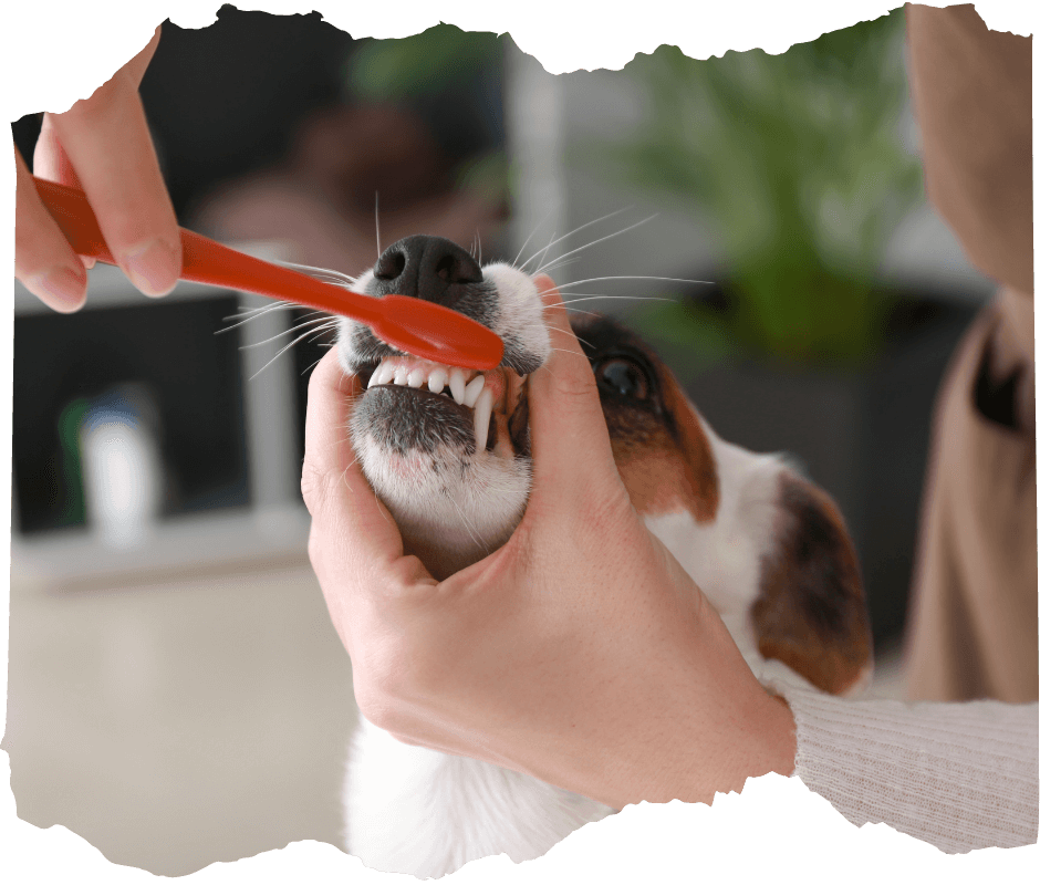 A person brushing dog's teeth