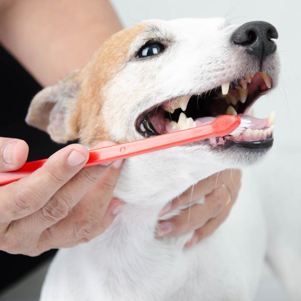 A person is brushing dog's teeth