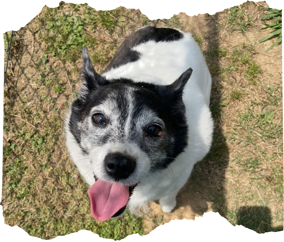 dog joyfully holds a tennis ball