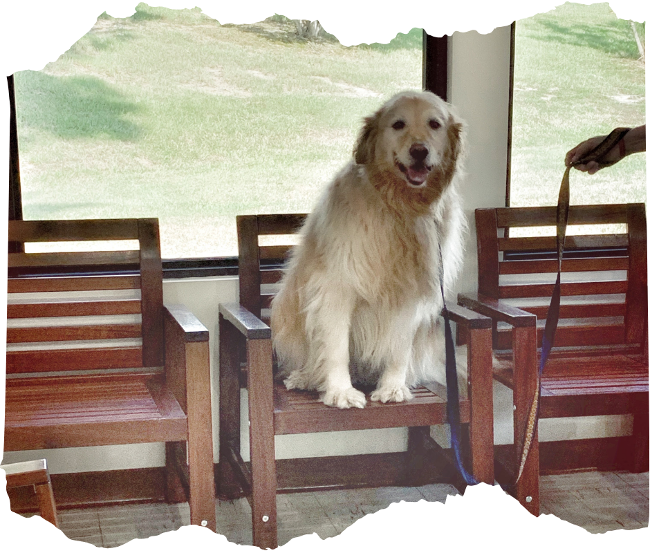 A dog is sitting on the path