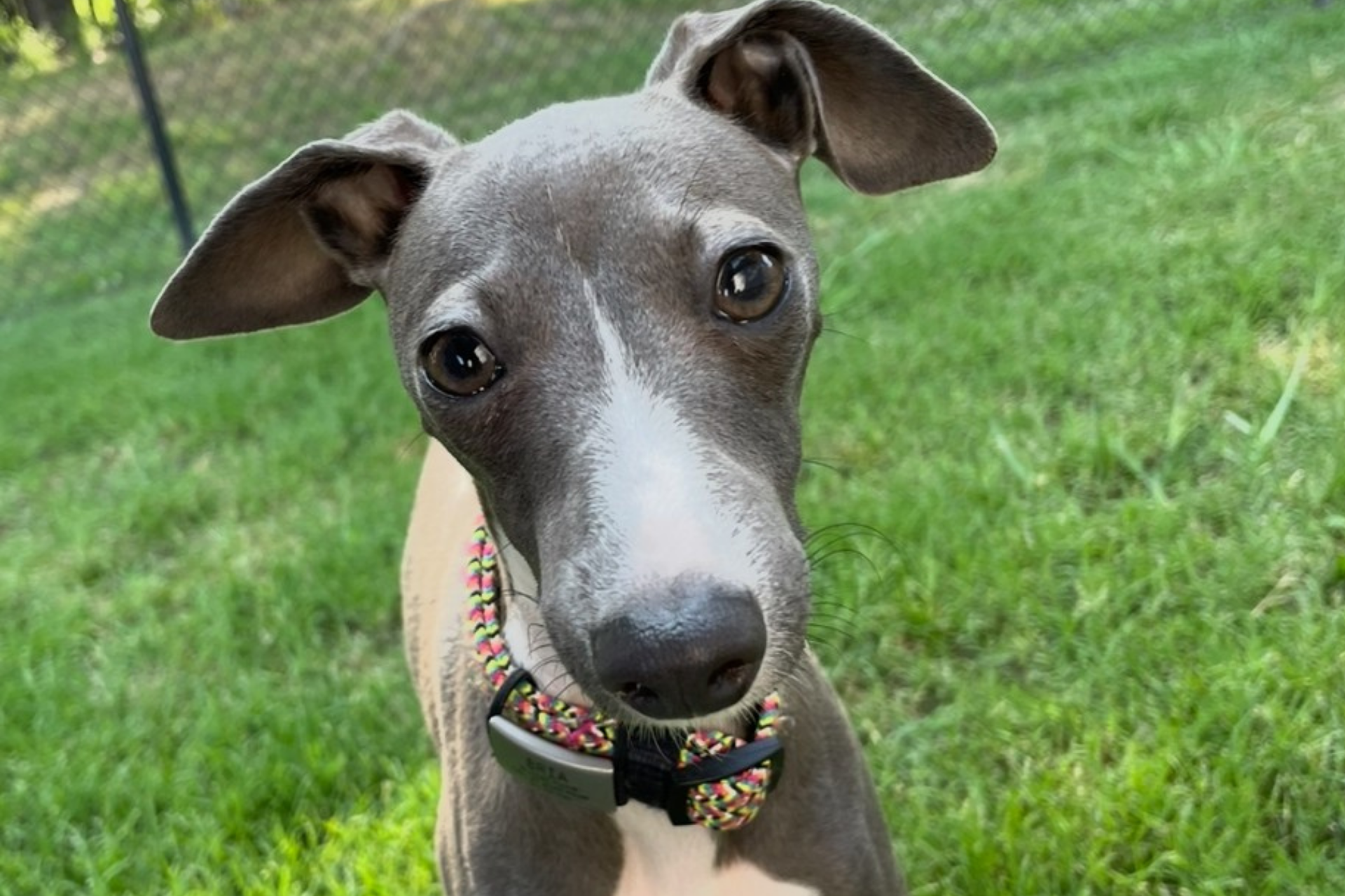 A dog wearing a collar stands on green grass
