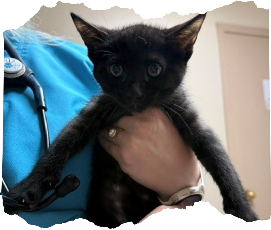 A vet is examining a cat