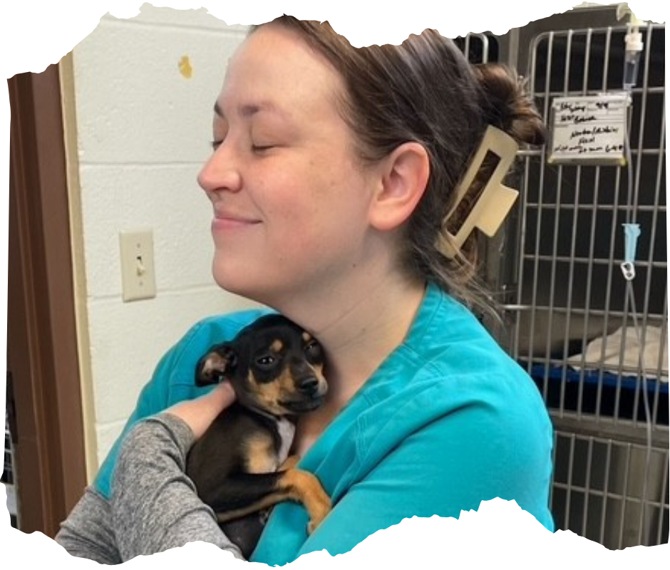 A vet is examining a dog