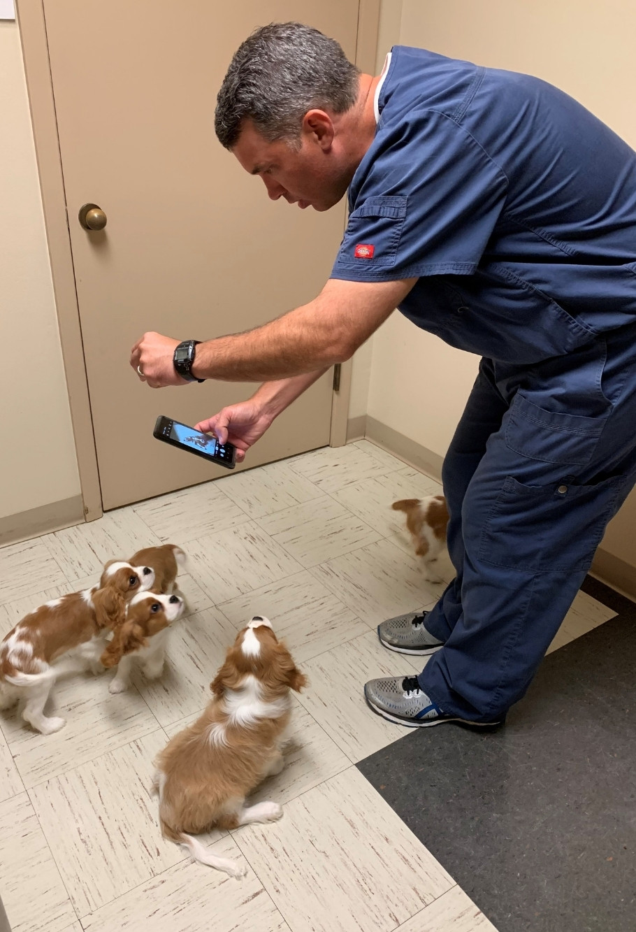A vet staff is interacting with a group of puppies